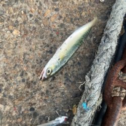 サバ サバ サバ