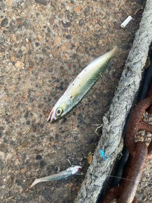 サバ サバ サバ