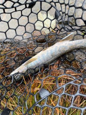 今シーズンラストの管釣り