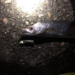 陸っぱりタチウオ