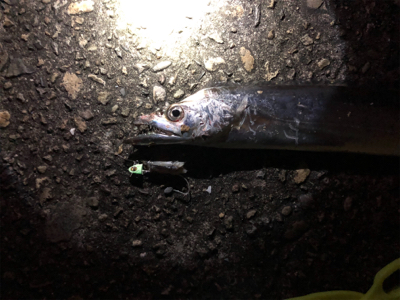 陸っぱりタチウオ