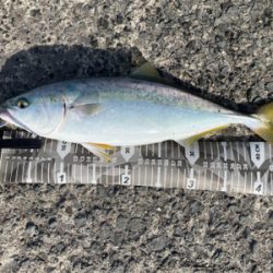 ぽってりはまちくん