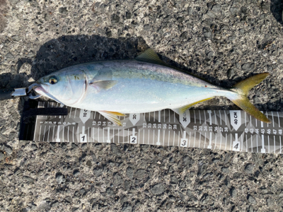 ぽってりはまちくん