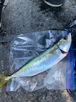 我がロッド1匹の青物無し！