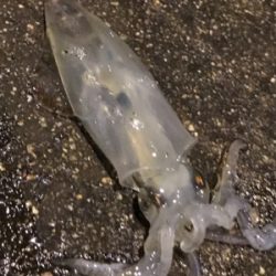 ヒイカの釣り方。