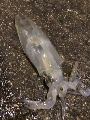 ヒイカの釣り方。