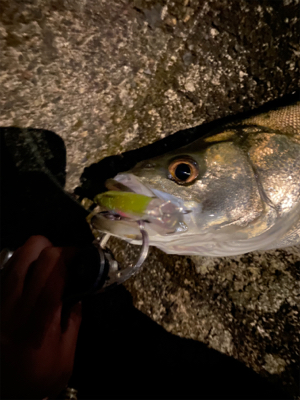 大雨前に取れた貴重な1本！
