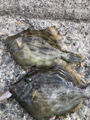 子供と小物釣り