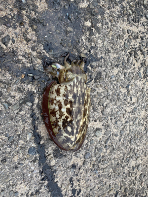 メタルジグ でコウイカ