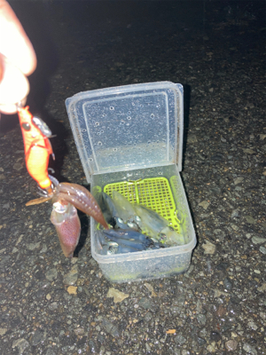 雨でもヒイカ釣りσ(^_^;)