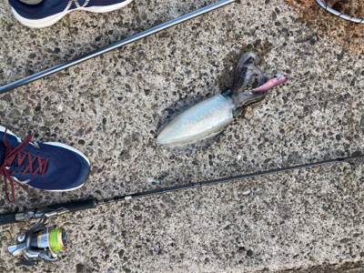 朝マズメのアオリイカ釣り