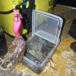 久しぶりの1091ヒイカ釣り8＼(^o^)…