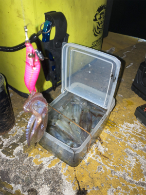 久しぶりの1091ヒイカ釣り8＼(^o^)…