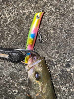 コモモSF125がいい仕事！