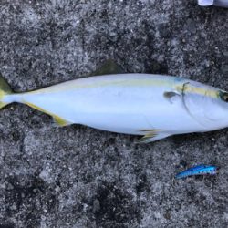 朝マズメのハマチ