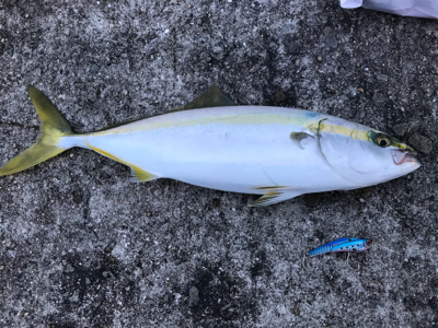 朝マズメのハマチ