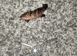 虫ヘッドで探り釣り