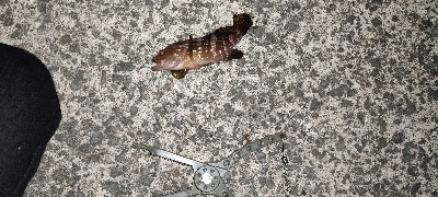 虫ヘッドで探り釣り