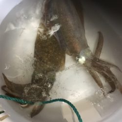 川久裏でアオリイカ2杯　ナイトエギング