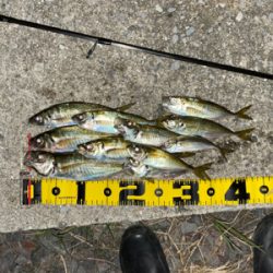 尺でませんでしたぁ