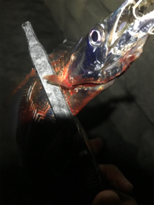 初キビナゴテンヤ