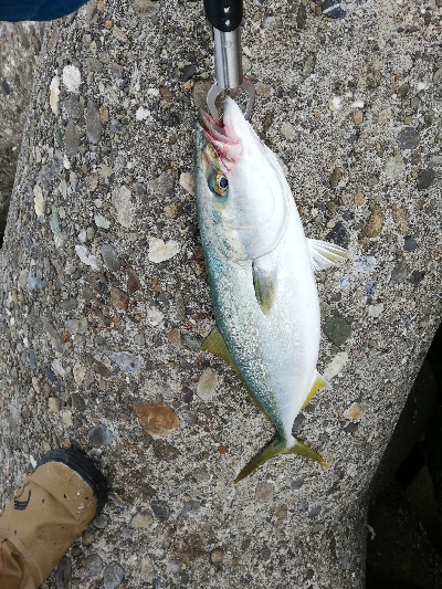 ショアジギング