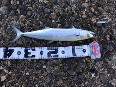 サイズアップ期待