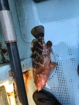 明石沖にてタイラバ