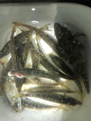 豆アジに癒されに