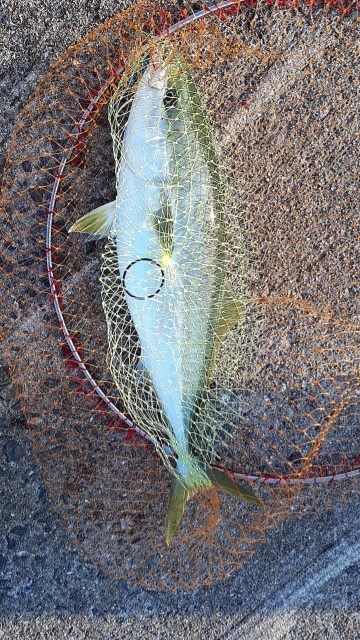 初のサゴシをバラシて