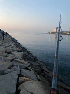 今シーズン初青物。メジロゲット！