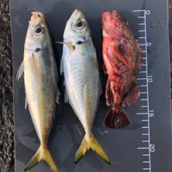 今日は中アジに嫌われた