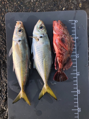 今日は中アジに嫌われた