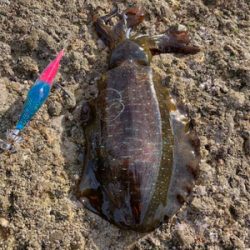 もうすぐ親イカ？