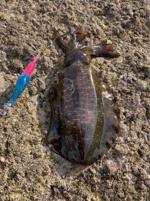 もうすぐ親イカ？