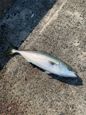 二週連続のメジング