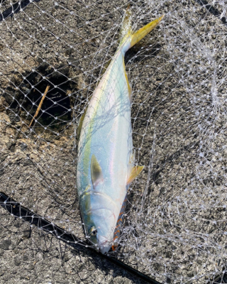 久しぶりの沖堤防