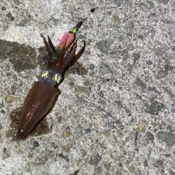 ヒイカのちチーバス