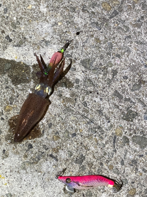 ヒイカのちチーバス