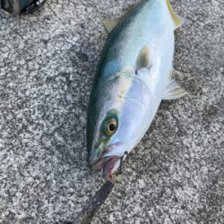 無反応シラスパターン