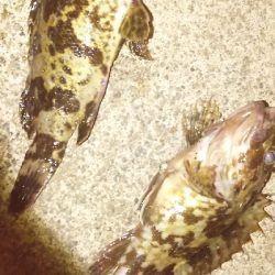 初冬のタケノコ掘り