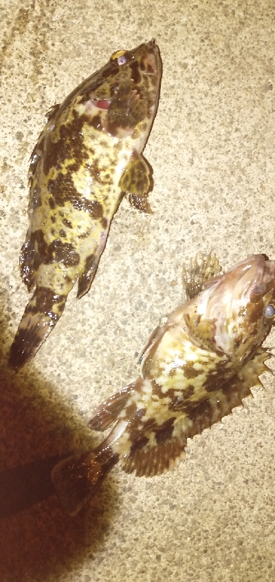 初冬のタケノコ掘り