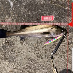 渋くてもなんとか一本！