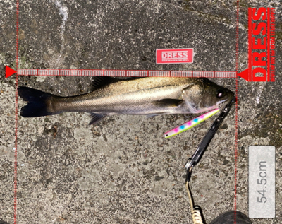 渋くてもなんとか一本！