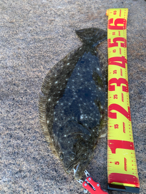 朝まずめヒラメ