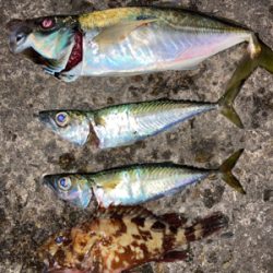 おひさライトゲー厶