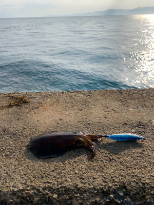 1泊2日宮津エギング 2日目