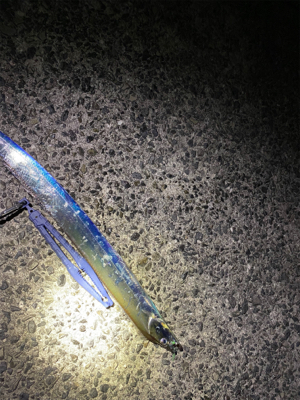 アジングのはずが