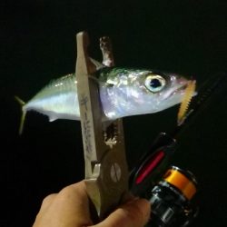 アジング練習　331 小鯵