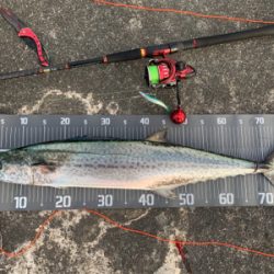 念願の80センチ近いサワラ。